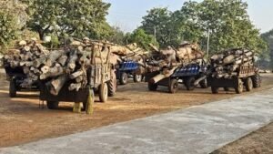 आवैध लकड़ी