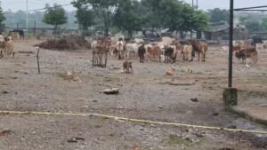 IMG_20250818_14475534