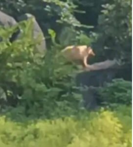 सफेद भालू