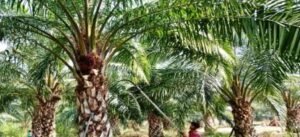 20251229202346_oil palm2